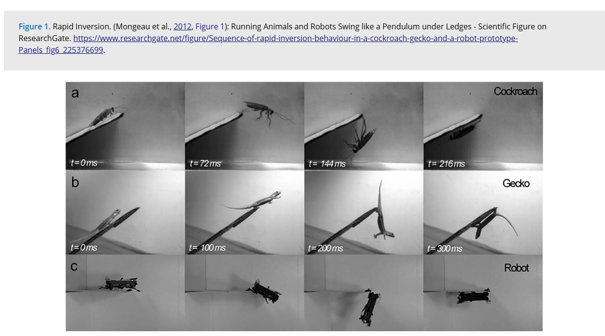 a gecko or a cockroach sprinting up an incline to escape a predator, hitting the edge of a ledge at full tilt, and diving off—only to swing underneath like a pendulum and vanish. It’s a breathtaking spatial maneuver known as Rapid Inversion, and an incredible piece of evolutionary copycatting where entirely unrelated species hit upon the exact same high-speed stunt to cheat death
